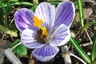 Bij in de crocus